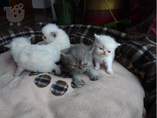 PoulaTo: Πωλούνται περσικά γατάκια άσπρα και χρωματιστά Περσική (Persian)